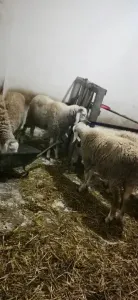 خرفان للعيد