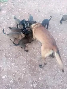 Chiots malinois charbonniers