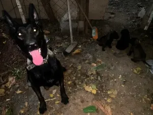Chiots malinois charbonné