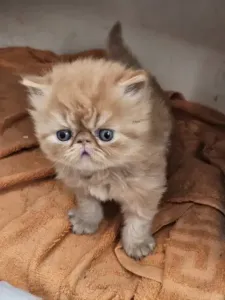 Chaton persan pure race