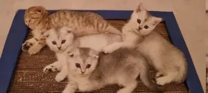 Chatons British et Scottish Fold,