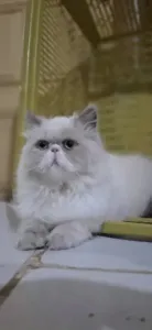 Persan peke face