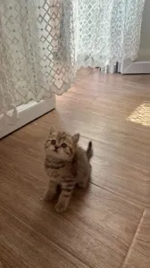British golden tabby