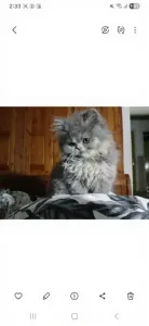 Chat persan peky face