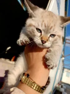Magnifique Chaton à Vendre Croise