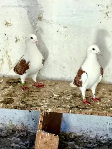 Pigeon voyageur blanc