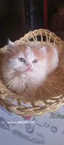 Chat persan chinchilla