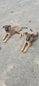 Chiots berger allemand à donner