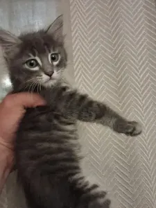 Magnifique Chaton Bleu Russe