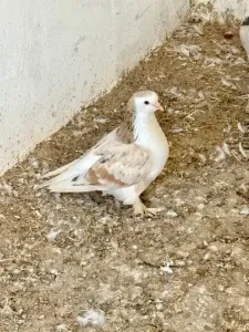 Pigeon Lahor