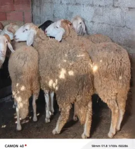 Moutons