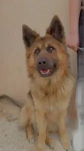 Chien à vendre