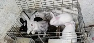 Lapins