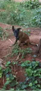 malinois femelle