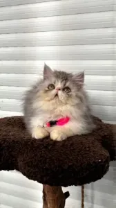 Persan peke face silver