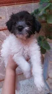 Caniche bichon maltais