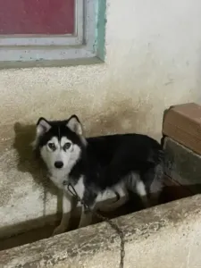 Husky couple