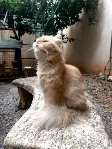 chat persan