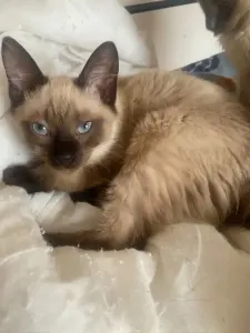 Chat femelle siamois très belle