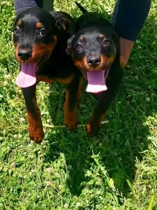 Rottweiler