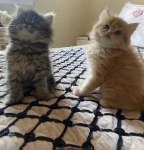 Chaton persan