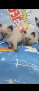Chaton siamois