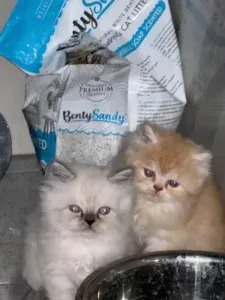 Chat persan chanchila