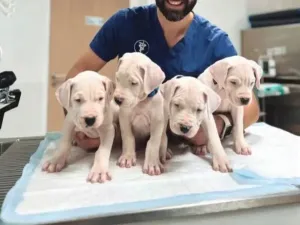 Dogue argentin