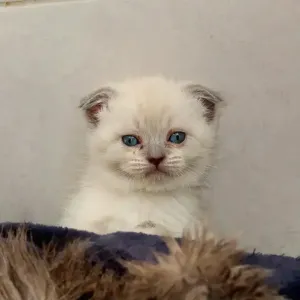 Scottish fold blue point PURE RAC
