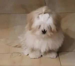 Chien shihtzu