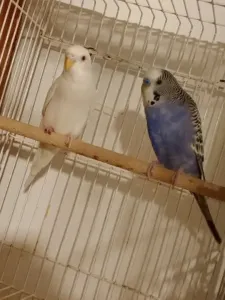 Couple perruche ondulée