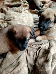 Chiens malinois charbonner