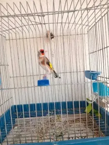MAKNIN COUPLEUR
