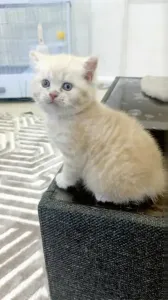 chaton british shorthair