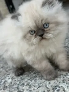 Deux chatons