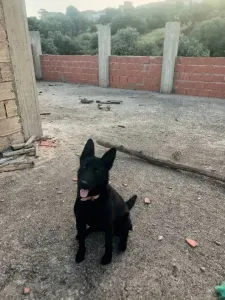 Malinois black