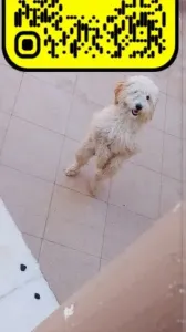 Femelle Bichon 6mois