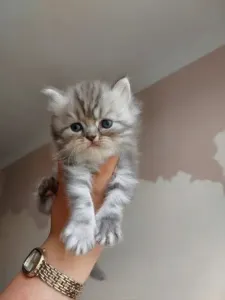 Chatton persan