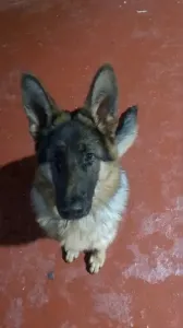 Un chien berger