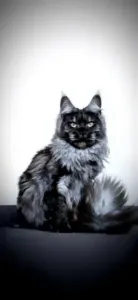 Maine coon
