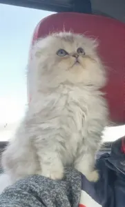 Chaton