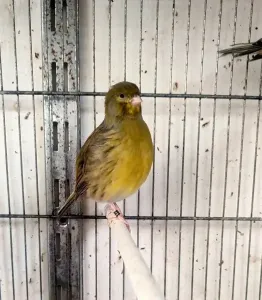 Des Canaries de race pure