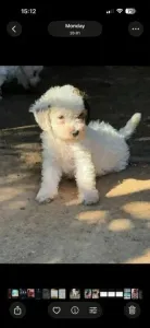 Chiot caniche maltais