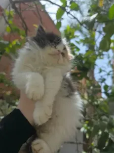 chat persan