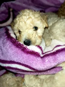 Caniche bichon maltais et frisé