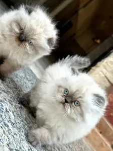 Chatons
