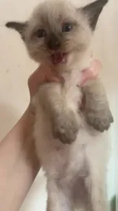 Chat siamois