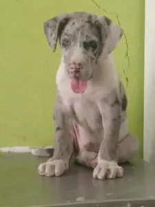 Chiot