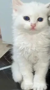 Magnifique chaton femelle British