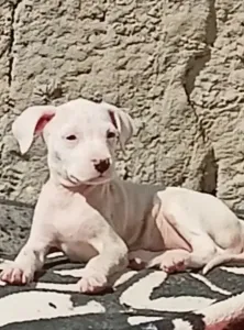 Chiots dog argentin pure race